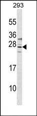 1 - SIRPD Antibody (Center) AP18390c