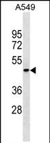 1 - PGLYRP4 Antibody (Center) AP18508c