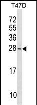 1 - Bax Antibody (Center) AP18517a