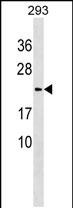 1 - LYZL1 Antibody (C-term) AP18526b