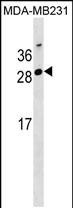 1 - GG2L4 Antibody (Center) AP18551c