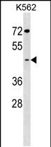 1 - GCNT7 Antibody (C-term) AP18628b