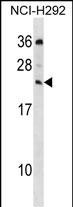 1 - MED19 Antibody (C-term) AP18645b