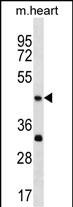 1 - Mouse Actl7b Antibody (Center) AP18685c
