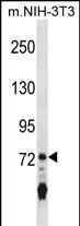1 - Mouse Il17ra Antibody (C-term) AP18687b