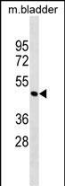 1 - Mouse Parva Antibody (N-term) AP18689a