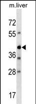 1 - Mouse Avpr1b Antibody (Center) AP18755c