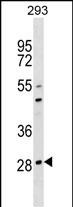 1 - OSCAR Antibody (C-term) AP18846b
