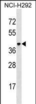 1 - VSIG4 Antibody (C-term) AP18884b