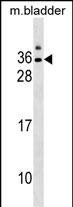 1 - GJE1 Antibody (C-term) AP18916b
