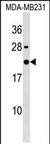 1 - IMA2L Antibody (C-term) AP18922b
