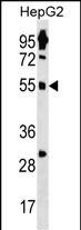 1 - ZNF500 Antibody (N-term) AP19018A
