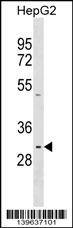 1 - PRR23A Antibody (N-term) AP19027a