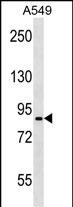 1 - PANX2 Antibody (C-term) AP19188b