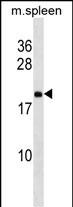 1 - Mouse Rpl9 Antibody (Center) AP19230c