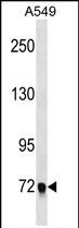 1 - EPB41L5 Antibody (Center) AP19235c