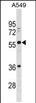 1 - BTN2A3 Antibody (Center) AP19241c