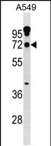 1 - ZNF805 Antibody (N-term) AP19301a