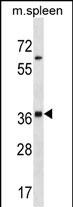 1 - Mouse Inha Antibody (N-term) AP19340a