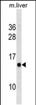 1 - MS4A13 Antibody(N-term) AP19573a