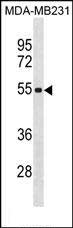 1 - ZSCAN5C Antibody(Center) AP19578c