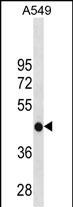 1 - GATM Antibody(C-term) AP19715b