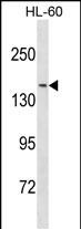 1 - NCOA3 Antibody (N-term) AP19843a