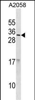 1 - RNASE9 Antibody(C-term) AP19867b