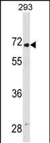 1 - LINGO2 Antibody(Center) AP19870c