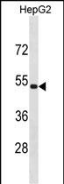 1 - ZNF773 Antibody(N-term) AP19876a