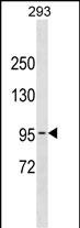 1 - POLK Antibody (Center) AP19981c
