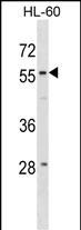 1 - WDR21A Antibody (N-term) AP20124a