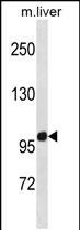 1 - ZNF865 Antibody (C-term) AP20132b