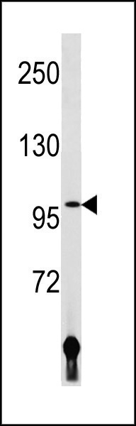1 - LIG4 Antibody (N-term) AP20303a