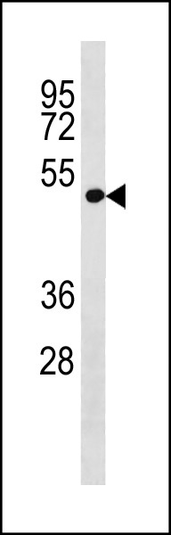 1 - LRP2BP Antibody (Center) AP20390c