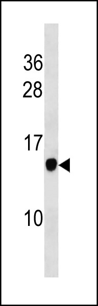 1 - POMP Antibody (C-term) AP20420b