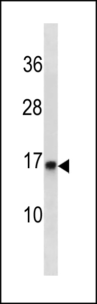 1 - POMP Antibody (C-term) AP20420b
