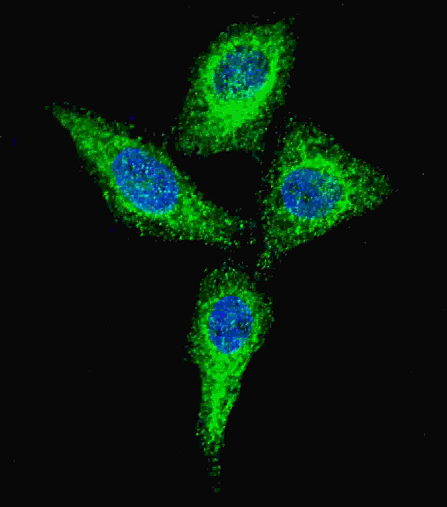 3 - Alkaline Phosphatase (ALPI) Antibody (Center) AP1480c