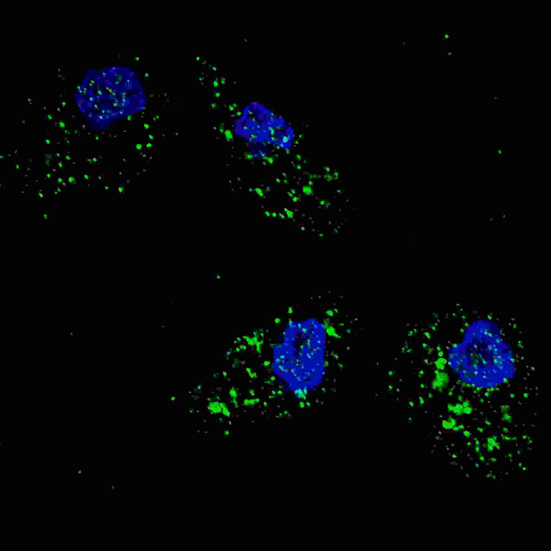 3 - SQSTM1 (p62) Antibody (C-term) AP2183B