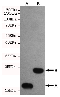 1 - Thioredoxin/TRX (3C1) Mouse mAb AP53493