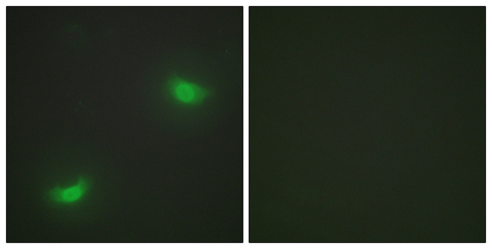 3 - DUSP16 Antibody AP50072