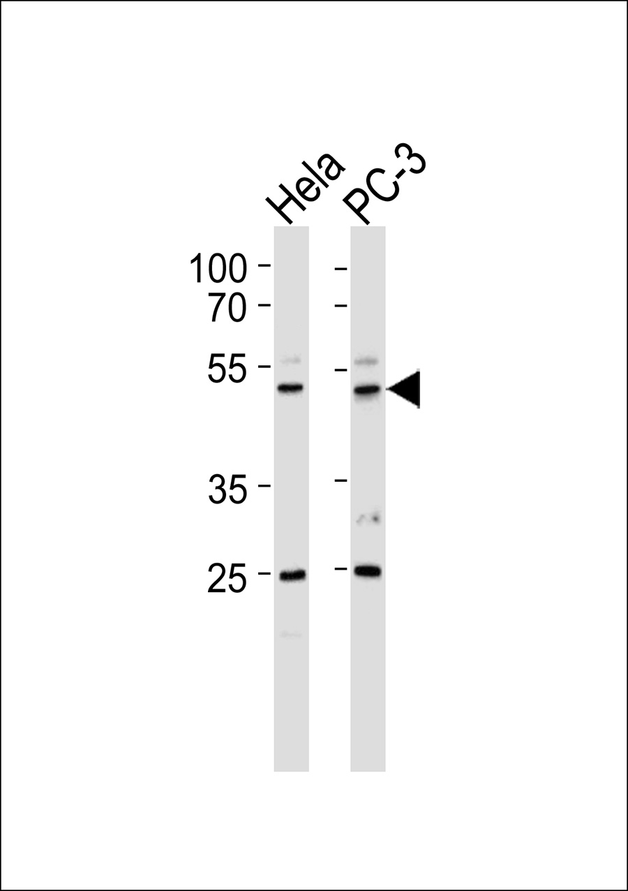1 - CREBZF Antibody AP50597