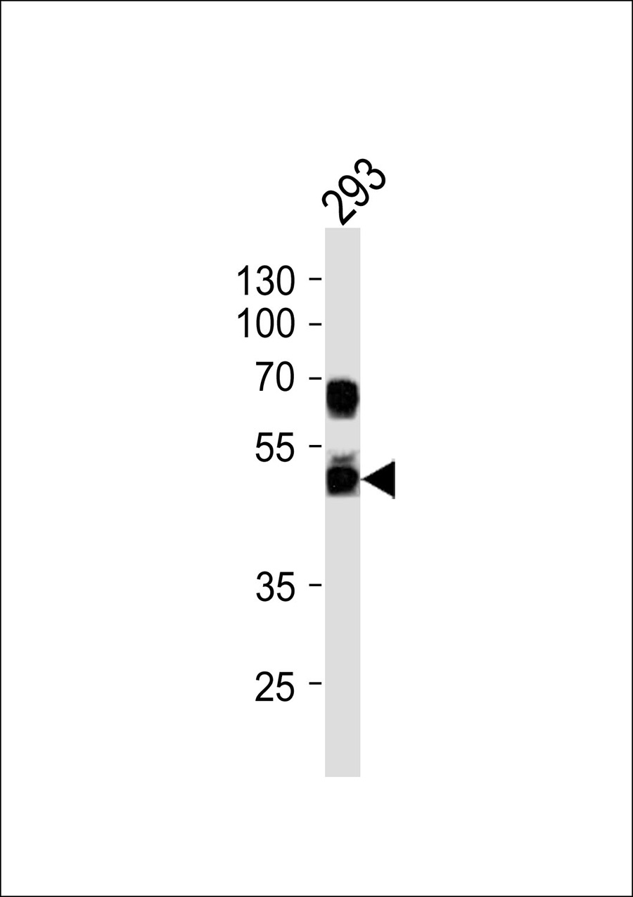 1 - G3BP2 Antibody AP50602