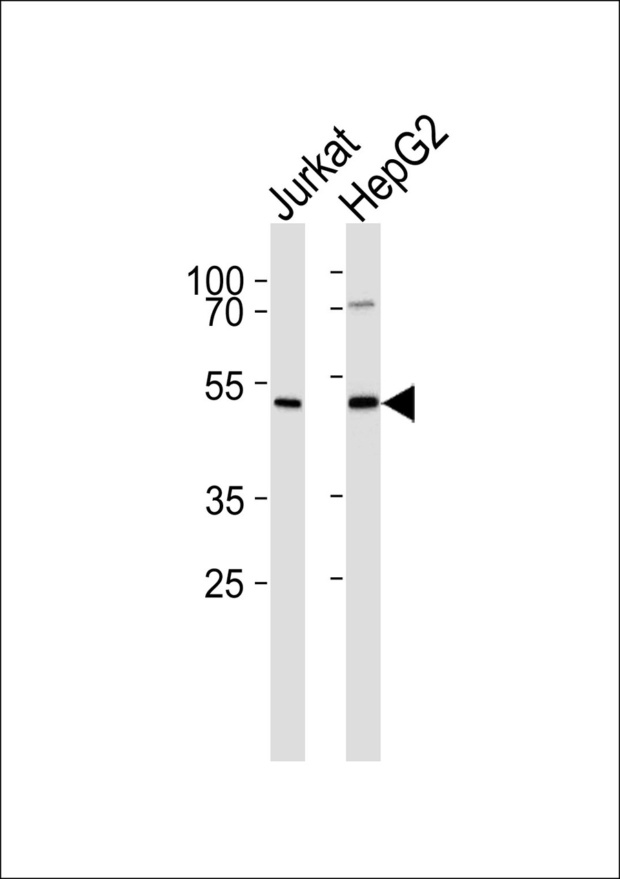 1 - DNAJB4 Antibody AP50604