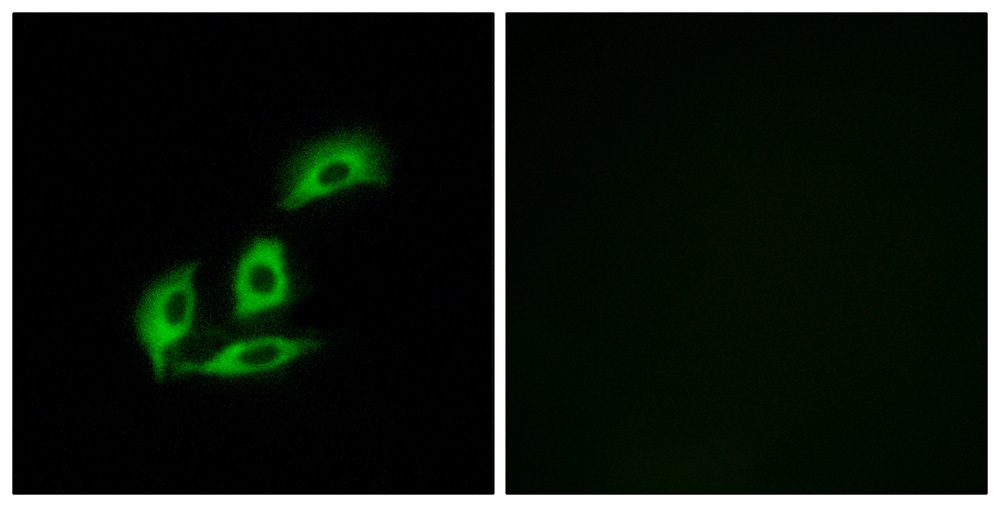 3 - NECAB3 Antibody AP50606