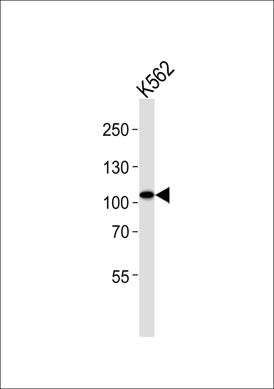 1 - RPA2 Antibody AP50624