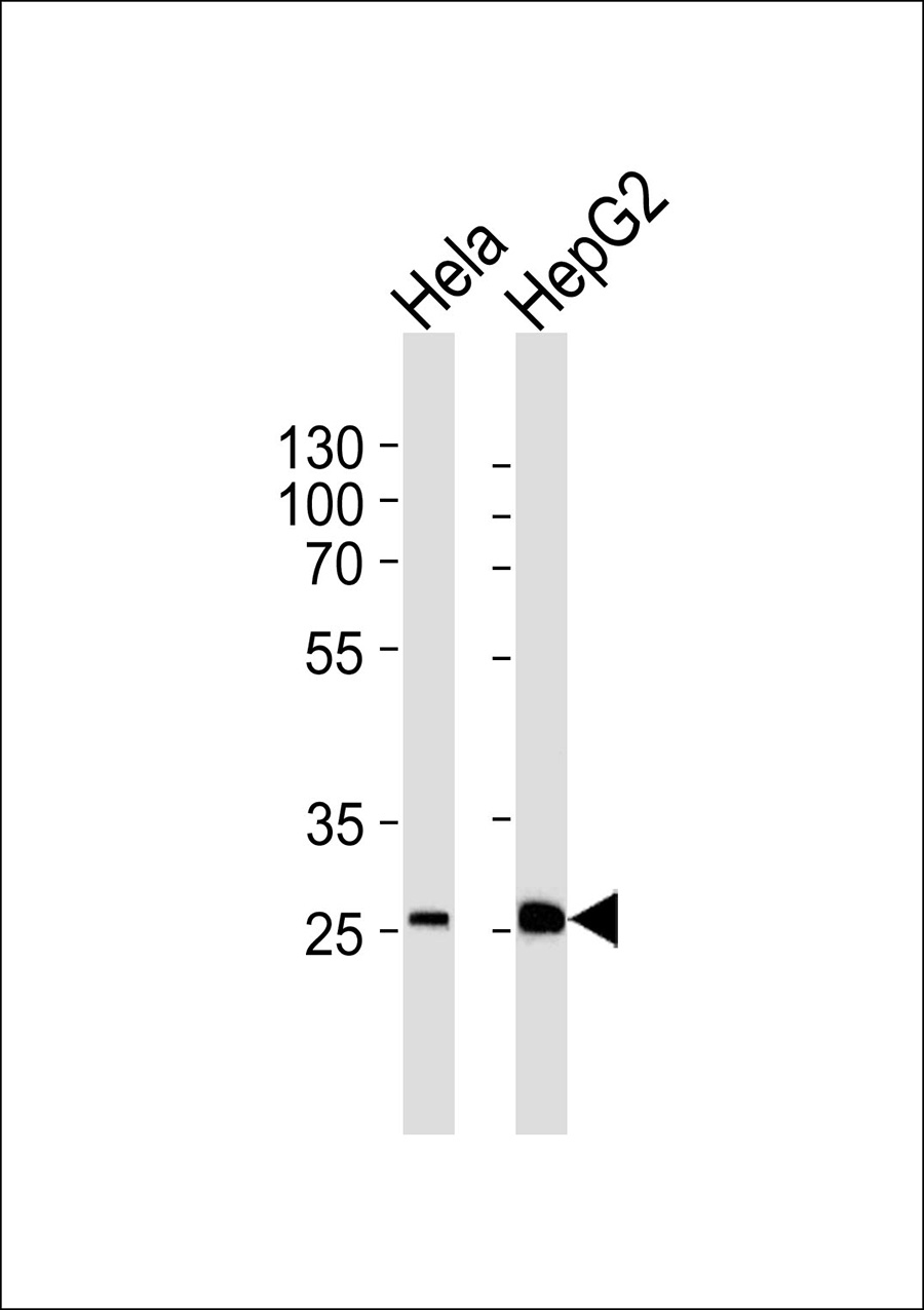 1 - SFRS2B Antibody AP50626