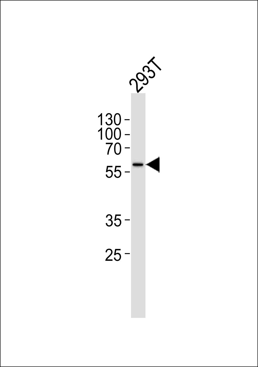 1 - SYT11 Antibody AP50627