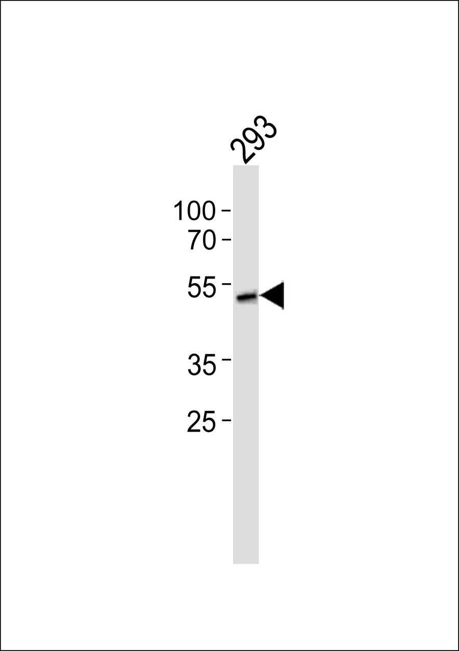 1 - CDKL2 Antibody AP50653