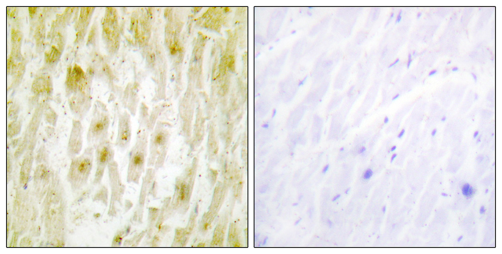 2 - TF2E2 Antibody AP50681